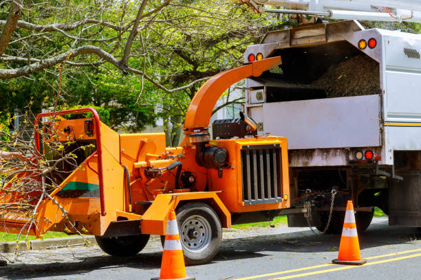 Why Choose Our Tree Removal Services in Mantachie, MS?